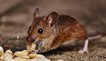 24 Hour & Emergency Exterminators in Kennewick, WA